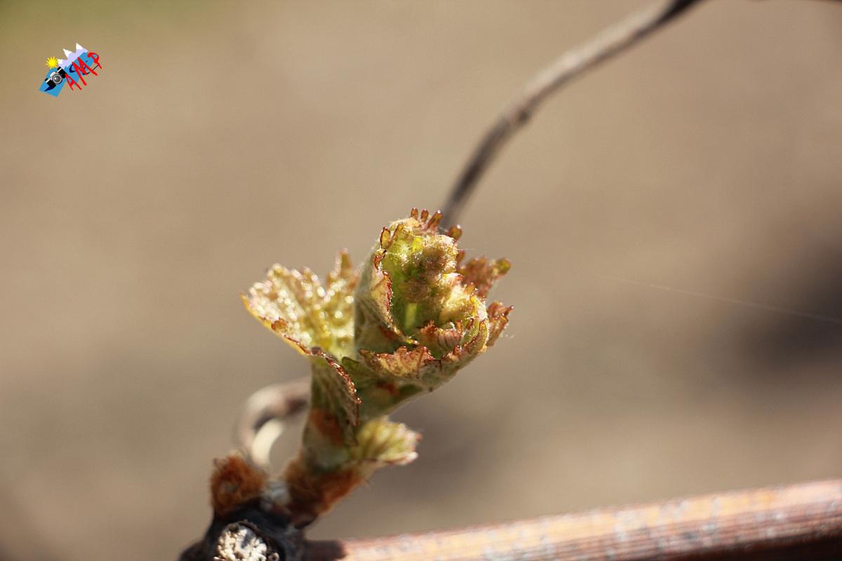 N2014-04_11_IMG_2209-Vigne Chasselas Rosé_HG